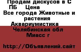 Продам дискусов в С-ПБ. › Цена ­ 3500-4500 - Все города Животные и растения » Аквариумистика   . Челябинская обл.,Миасс г.